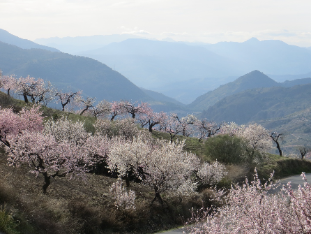 Almond blossom Andalucia